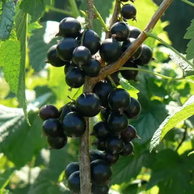 Смородина черная ВОЛОГДА в Фаниполе