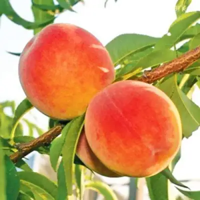 Персик ОНТАРИО в Фаниполе