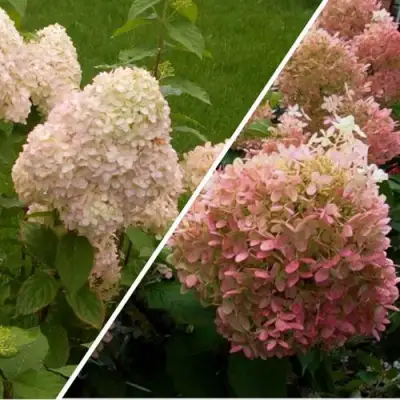 Комплект НЕЖНЫЕ ЧУВСТВА в Фаниполе