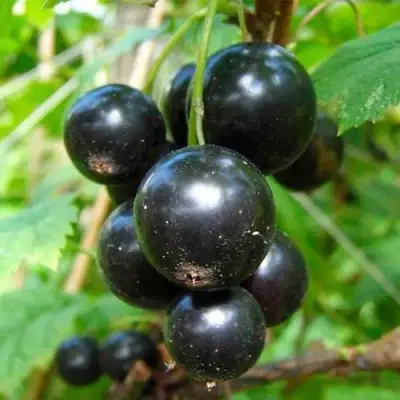 Смородина чёрная ЛЕНТЯЙ в Фаниполе