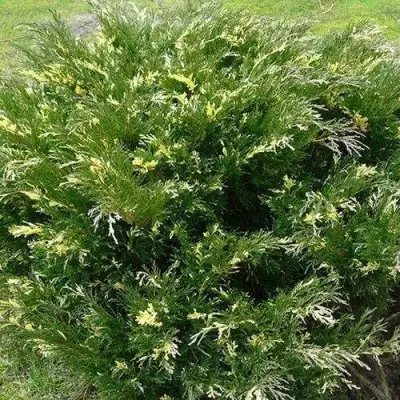 Можжевельник АНДОРА ВАРИЕГАТА горизонтальный  в Фаниполе