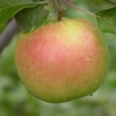 Яблоня БРЯНСКОЕ ЗОЛОТИСТОЕ в Фаниполе