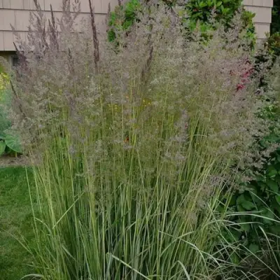 Вейник АВАЛАНШ остроцветковый в Фаниполе