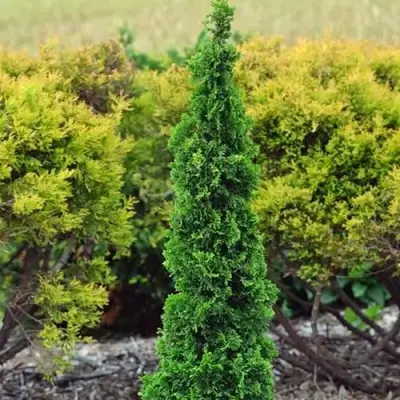 Туя СПИРАЛИС МИНИ западная в Фаниполе