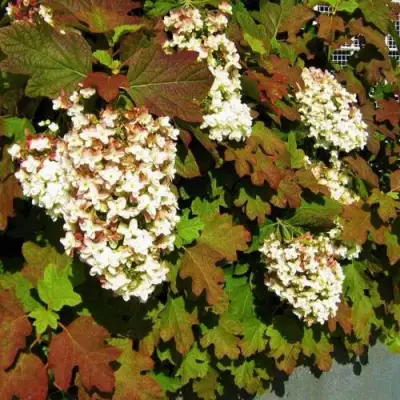 Гортензия БЛЭК ПОРШ дуболистная в Фаниполе