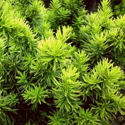 Тис ДАВИД ягодный в Фаниполе