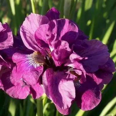 Ирис БАНДЛ ОВ ДЖОЙ сибирский в Фаниполе