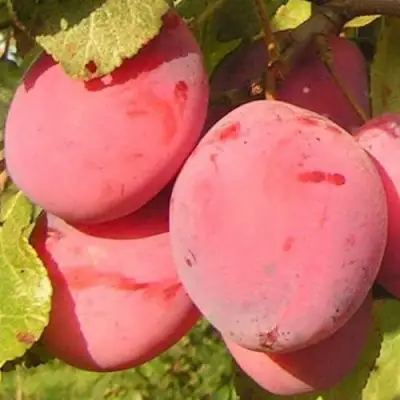 Слива ФАВОРИТЕ ДЕ СУЛТАНО в Фаниполе