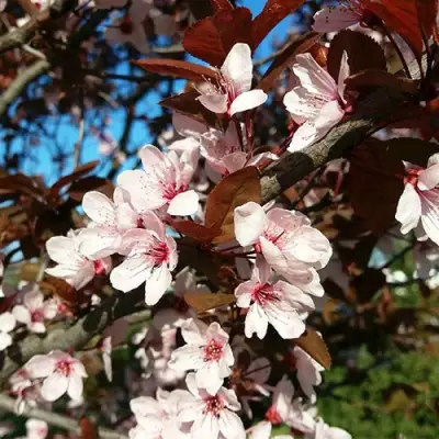 Слива ВУДИ растопыренная в Фаниполе