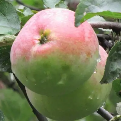 Яблоня МОСКОВСКОЕ ЗИМНЕЕ в Фаниполе