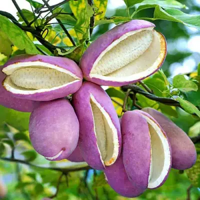 Акебия ПЯТЁРНАЯ  в Фаниполе