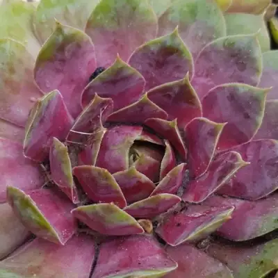 Молодило УФО в Фаниполе