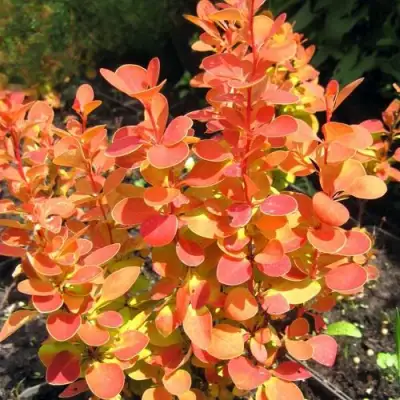 Барбарис ОРАНЖ ФАЙЕР тунберга в Фаниполе