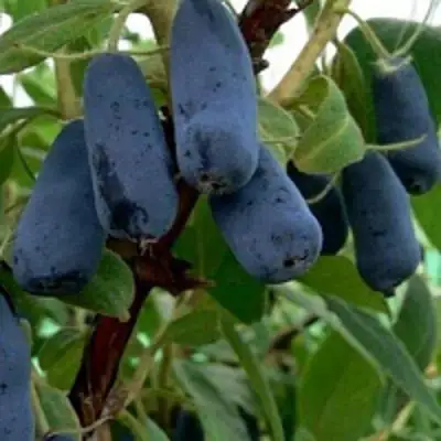 Жимолость съедобная ВОЛХОВА в Фаниполе