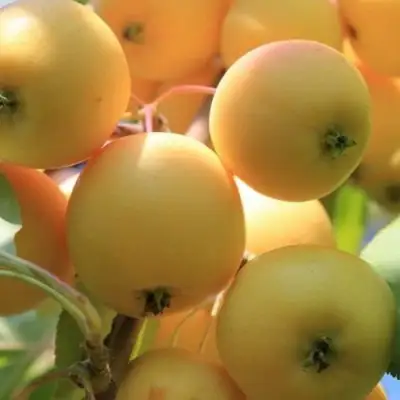 Яблоня УРАЛЬСКОЕ НАЛИВНОЕ в Фаниполе