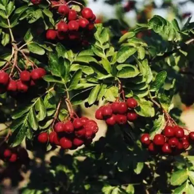 Рябина РУБИНОВАЯ сладкоплодная в Фаниполе