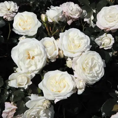 Роза АЛАБАСТЕР флорибунда в Фаниполе