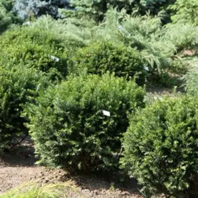 Тис НАНА остроконечный  в Фаниполе