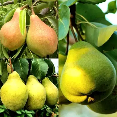 Комплект НАСТОЯЩИЙ ВОСТОРГ в Фаниполе