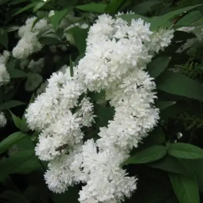 Дейция КАНДИДИССИМА шершавая в Фаниполе