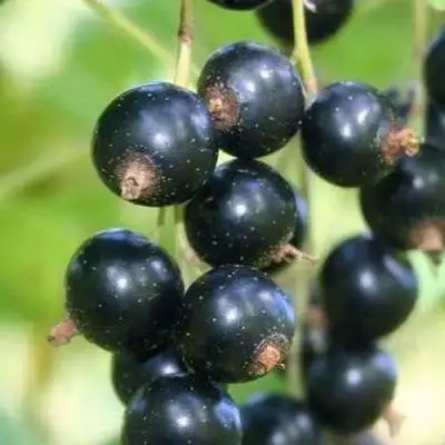 Смородина черная СТРЕЛЕЦ в Фаниполе