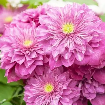 Клематис КАЙЗЕР в Фаниполе