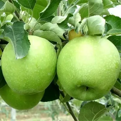 Яблоня РЕНЕТ СИМИРЕНКО в Фаниполе