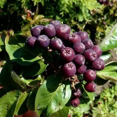 Рябина ЛИКЁРНАЯ сладкоплодная в Фаниполе