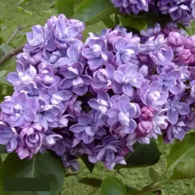 Сирень АМИ ШОТТ в Фаниполе