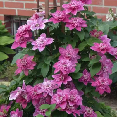 Клематис МАЙ ДАРЛИНГ  в Фаниполе