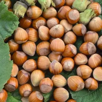 Фундук ТОНДА РОМАНА в Фаниполе