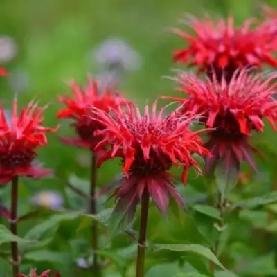 Монарда ПАНОРАМА РЕД в Фаниполе