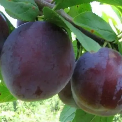 Слива СТАРТОВАЯ в Фаниполе