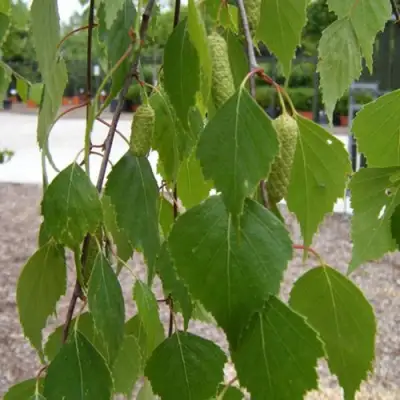 Береза ФАСЦИНЕЙШЕН белая  в Фаниполе