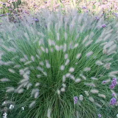 Пеннисетум ХАМЕЛН в Фаниполе