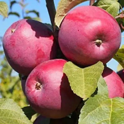 Яблоня ЗОРКА в Фаниполе