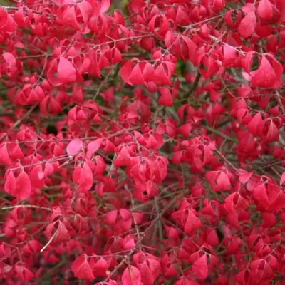 Бересклет КОМПАКТУС  в Фаниполе