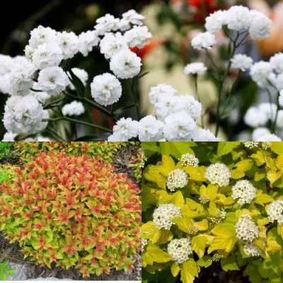 Комплект СОЛНЕЧНЫЙ МИКС в Фаниполе