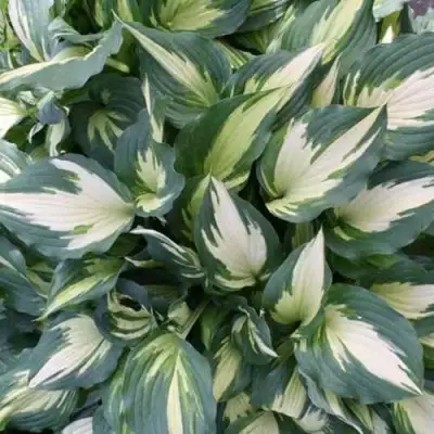 Хоста КРИСМАС КЭНДИ гибридная в Фаниполе