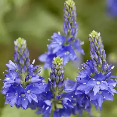 Вероника австрийская в Фаниполе