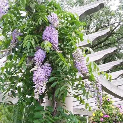 Глициния макростахия БЛЮ МУН в Фаниполе