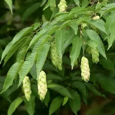 Граб японский в Фаниполе