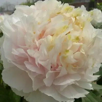 Пион ЗОЛОТОЙ ИЗУМРУД древовидный в Фаниполе