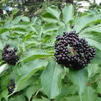 Бузина черная КЛАДЗЕЗЬ в Фаниполе