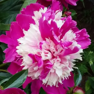 Пион КАПЛЯ РОСЫ травянистый в Фаниполе