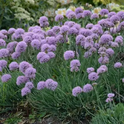 Лук ЛИЗА БЛЮ стареющий в Фаниполе