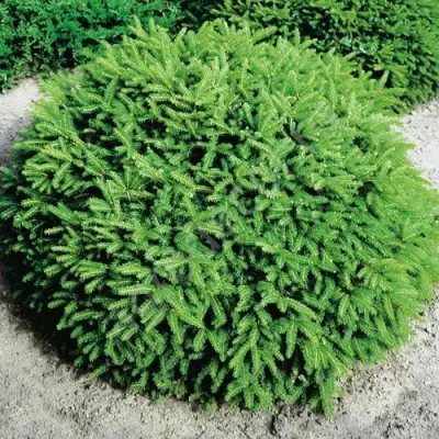 Ель НИДИФОРМИС обыкновенная в Фаниполе