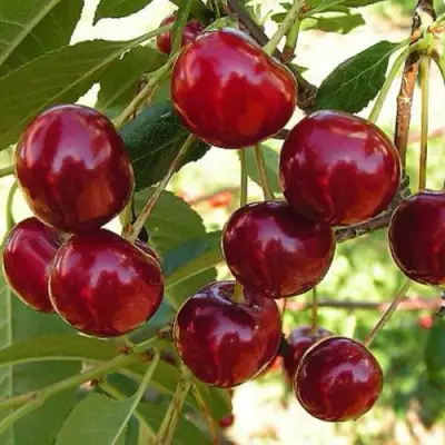 Черешня СЮБАРОВСКАЯ в Фаниполе