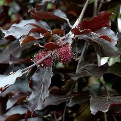 Бук лесной АТРОПУНИЦЕА в Фаниполе