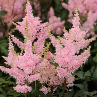 Астильба ЮНИК САЛМОН гибридная в Фаниполе